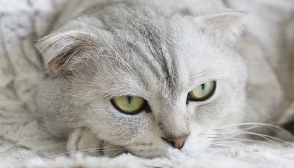 苏超南通队主场迎战苏州队，上半场南通队1：0苏州队